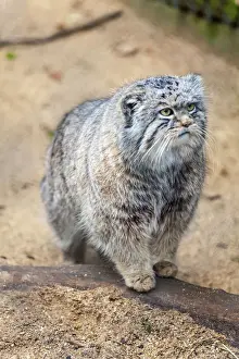 Prints of Pallas cat, Otocolobus manu, Cotswold Wildlife Park, Costswolds, Gloucestershire, England, United Kingdom, Europe Gloucestershire Prints: Pallas Cat Print, Cotswold Wildlife Park, Gloucestershire