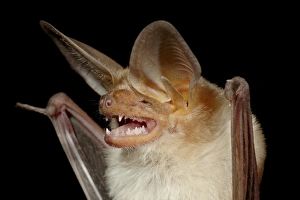 Pallid bat (Antrozous pallidus) in captivity, Hidalgo County, New Mexico Pallid bat (Antrozous pallidus) in captivity, Hidalgo County, New Mexico