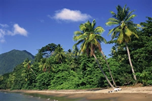 Central America Beach Vacation Prints: Palm lined beach