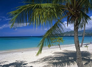 Prints of Palm tee and beach, Grand Anse beach, Grenada, Windward Islands, Caribbean, West Indies, Central America Related Prints: Grand Anse Beach Print