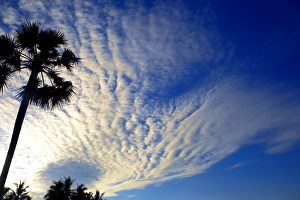 Palm tree and cloudy sky, Bali, Indonesia, Southeast Asia, Asia Palm tree and cloudy sky, Bali, Indonesia, Southeast Asia, Asia