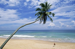 Tropical Island Vacation Spot Prints: Palm tree and surfer