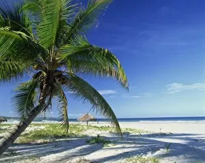 Related Images Collection: Palm tree and tropical beach on the coast of Mozambique, Africa