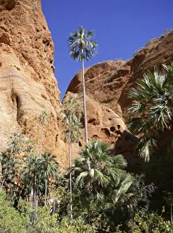 Western Australian Landscapes Prints: Palm trees at approach to Echidna chasm