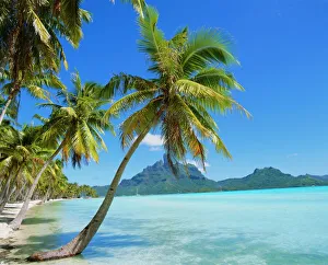 Images Dated 30th July 2008: Palm Trees and Beach Print, Bora Bora Landscape