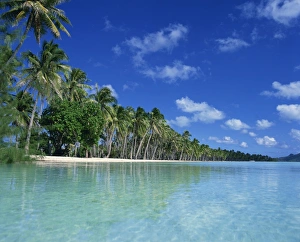 Palm trees fringe the tropical beach and turquoise sea on Bora Bora Palm trees fringe the tropical beach and turquoise sea on Bora Bora