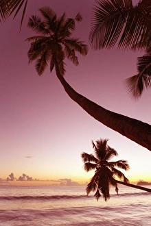 Palm trees silhouetted against pink evening sky, Anse Takamaka, Takamaka district Palm trees silhouetted against pink evening sky, Anse Takamaka, Takamaka district