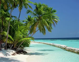 Palm trees on a tropical beach in the Maldive Islands Palm trees on a tropical beach in the Maldive Islands
