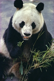 Outdoor Animal Photography Prints: Panda eating bamboo