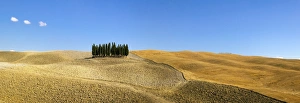 Panorama of group of Cypress trees in the landscape, Val d'Orcia Panorama of group of Cypress trees in the landscape, Val d'Orcia