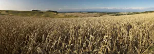 Panoramic of golden wheatfield below Devil's Punchbowl on Hackpen Hill, Wantage Panoramic of golden wheatfield below Devil's Punchbowl on Hackpen Hill, Wantage