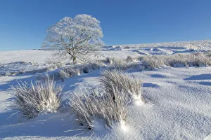 Panoramic view of frozen tree in snow covered landscape near Buxton, High Peak, Derbyshire Panoramic view of frozen tree in snow covered landscape near Buxton, High Peak, Derbyshire