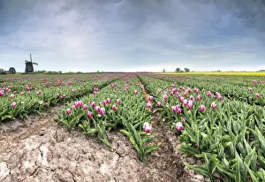 Netherlands Rural Landscapes Prints: Panoramic view of multi-coloured fields of tulips and windmills, Berkmeer, Koggenland