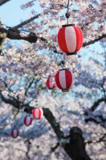 Paper lanterns hanging in the blooming cherry trees, Fort Goryokaku, Hakodate, Hokkaido Paper lanterns hanging in the blooming cherry trees, Fort Goryokaku, Hakodate, Hokkaido