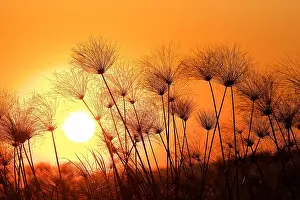 Papyrus Sedge Prints: Papyrus sedge, Cyperus papyrus, sillhouetted at sunset, Chobe National Park, Botswana