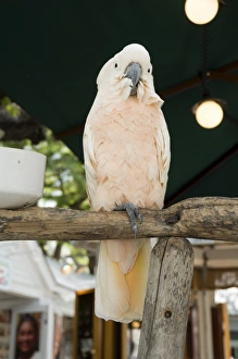 Contemporary Travel Photography Prints: Parrot in cafe