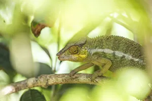 Parsons chameleon (Calumma parsonii), endemic to Madagascar Parsons chameleon (Calumma parsonii), endemic to Madagascar