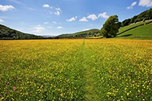 Path across buttercup meadows at Gunnerside in Swaledale, Yorkshire Dales, Yorkshire, England, United Kingdom, Europe Path across buttercup meadows at Gunnerside in Swaledale, Yorkshire Dales, Yorkshire, England, United Kingdom, Europe