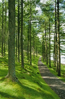 Path and sunlight through pine trees Print, Burtness Wood landscape