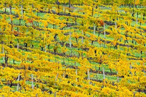 European Countryside Autumn Scene Prints: Patterned rows of yellow vines in Autumn, Panzano in Chianti, Tuscany, Italy, Europe