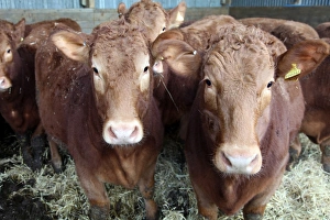 UK Livestock Photography Prints: Pedigree South Devon cattle, Devon, England, United Kingdom, Europe
