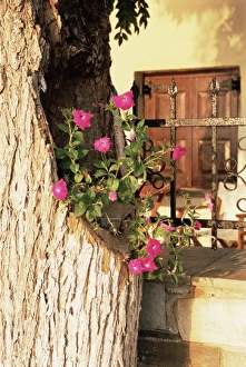 Greek Countryside Views Prints: Pelion, Greece