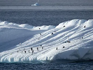Penguins hauled out on an iceberg near Brown Bluff, Weddell Sea, Antarctica, Polar Regions Penguins hauled out on an iceberg near Brown Bluff, Weddell Sea, Antarctica, Polar Regions