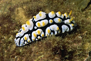 Borneo Marine Life Prints: Phylldiana (Phyllidia)