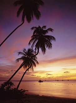 Palm Trees & Boats, Pigeon Point, Tobago, West Indies