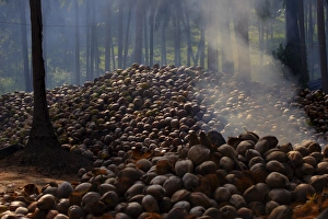 Koh Samui Thailand Prints: Piles of coconuts on Koh Samui
