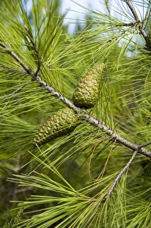 Greek Nature Photography Prints: Pine cones and needles