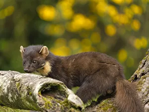 Pine Marten, County Laois, Leinster, Republic of Ireland, Europe Pine Marten, County Laois, Leinster, Republic of Ireland, Europe