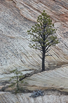 Utah Nature Photography Prints: Pine tree growing on a sandstone ledge