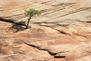 Zion National Park Photography Prints: Pine tree on a slickrock face