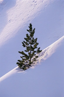 Pine Tree In Snow Prints: Pine tree in snow