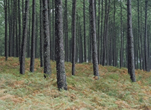 Pine Tree Trunks Prints: Pine tree trunks, Landes forest, near Lit et Mixe, Landes, Aquitaine, France, Europe