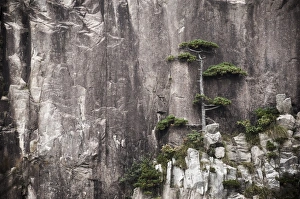 Pine Tree Print, Mount Huangshan Landscape