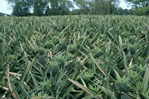 Lesser Antilles Islands Prints: Pineapples