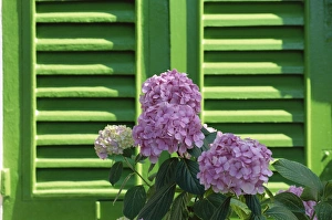 Pink hydrangea flowers in front of green shutters of Pink hydrangea flowers in front of green shutters of