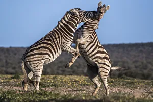 Plains zebra (Equus quagga) fighting, Addo Elephant national park, Eastern Cape Plains zebra (Equus quagga) fighting, Addo Elephant national park, Eastern Cape