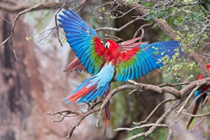 Playful red-and-green macaws (Ara chloropterus), Buraco das Araras, Mato Grosso do Sul Playful red-and-green macaws (Ara chloropterus), Buraco das Araras, Mato Grosso do Sul