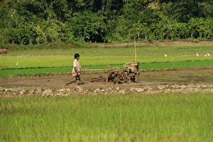 Asian Agricultural Practices Prints: Ploughing paddy fields