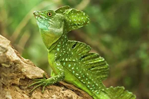 Plumed Basilisk (Jesus Christ Lizard), named because it can run some meters over water Plumed Basilisk (Jesus Christ Lizard), named because it can run some meters over water
