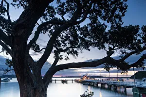 Pohutukawa tree, Russell, Bay of Islands, North Island, New Zealand, Pacific Pohutukawa tree, Russell, Bay of Islands, North Island, New Zealand, Pacific
