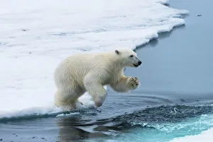Polar bear cub (Ursus maritimus) jumping over the water, Spitsbergen Island Polar bear cub (Ursus maritimus) jumping over the water, Spitsbergen Island