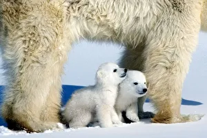 Polar bear (Ursus maritimus) mother with twin cubs, Wapusk National Park