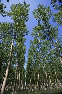 European Union Travel Destination Prints: Poplar grove