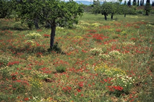 Mallorca Travel Destination Prints: Poppies, Majorca