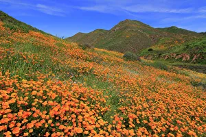 Poppies, Walker Canyon, Lake Elsinore, Riverside County, California, United States of America Poppies, Walker Canyon, Lake Elsinore, Riverside County, California, United States of America