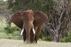 Portrait of an African elephant (Loxodonta africana), looking at the camera, Tsavo Portrait of an African elephant (Loxodonta africana), looking at the camera, Tsavo